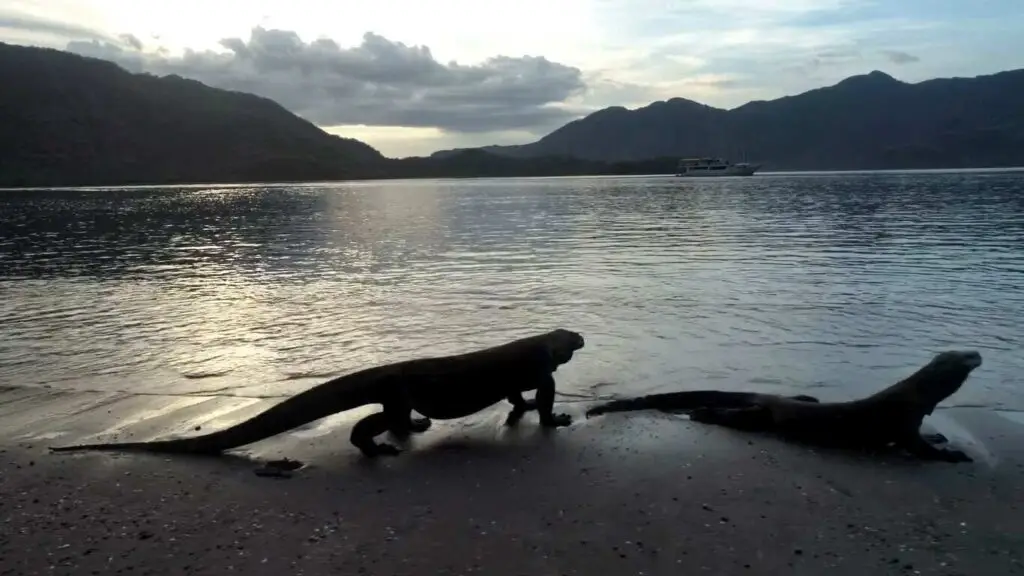 komodo national park