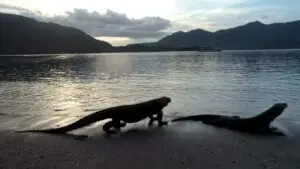 komodo national park